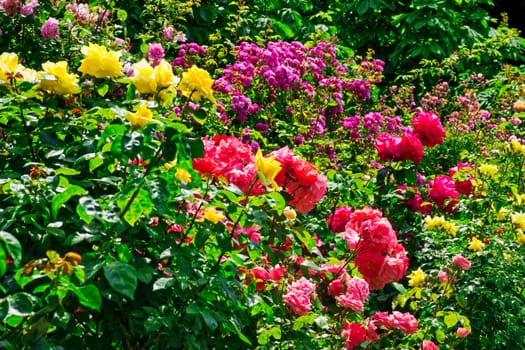 Roses in spring,cultivated noble roses in the garden