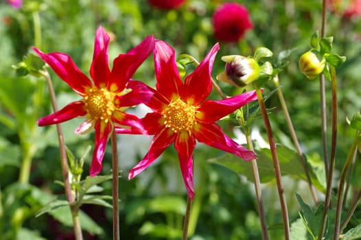 Dahlia Tahoma in summer garden - Dahlia Tahoma in summer garden