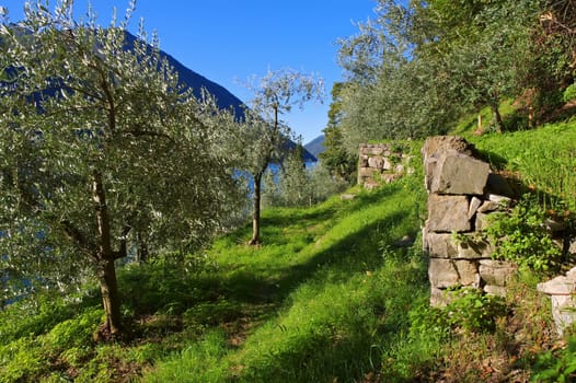 Gandria Olive Trail on Lake Lugano,Switzerland - Gandria Sentiero dell'olivo on Lake Lugano,Switzerland