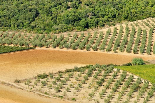Olivenhain - olive grove 34