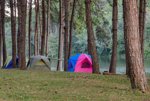 Camping tents in pine tree forest near lake at Pang Oung national park in Mae Hong Son, Thailand