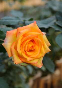 Beautiful yellow rose in the garden