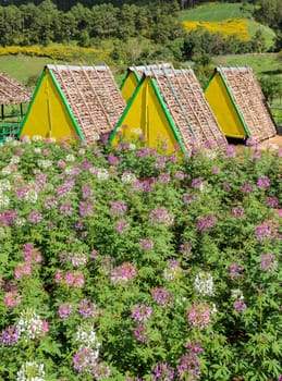 Hill tribe house with Spider flower garden in Thailand