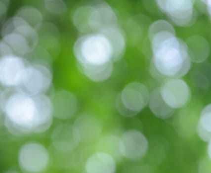 Bokeh abstract background of defocused green nature lights and shadow