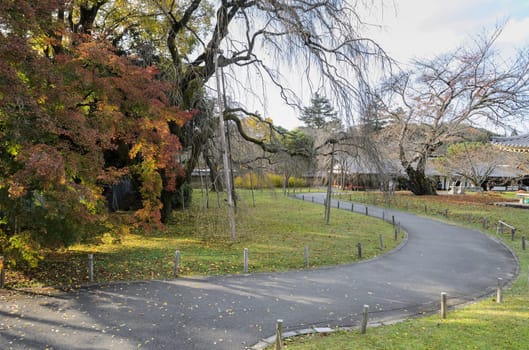 Weeping Japanese Cherry tree garden with autumn maple tree in kyoto, Japan
