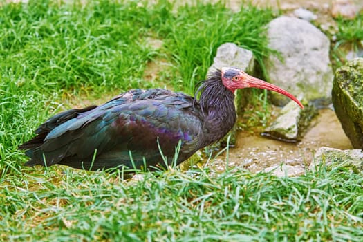 Northern Bald Ibis or Waldrapp (Geronticus Mremita)