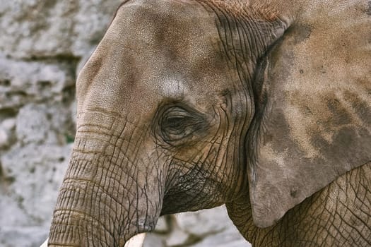 Close-up Portrait of Asiatic Elephant (Elephas Maximus)