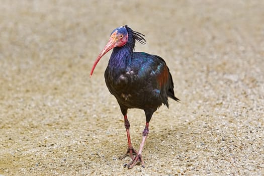 Northern Bald Ibis or Waldrapp (Geronticus Mremita)