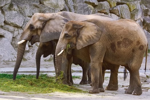 Asiatic Elephants (Elephas Maximus) Eating the Grass