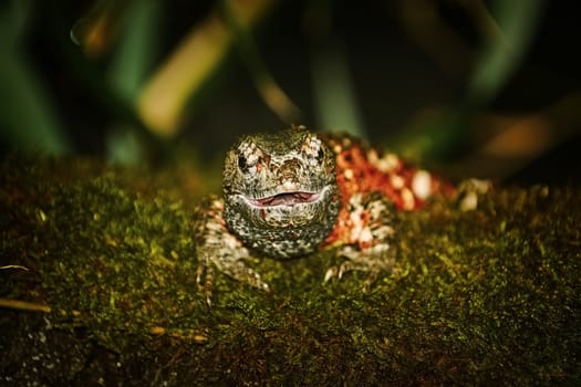 Chinese Crocodile Lizard (Shinisaurus Crocodilurus) on the Stone