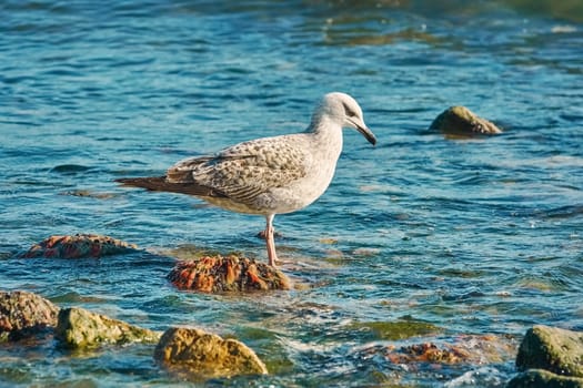 Subadult European Herring Gulls (Larus argentatus) on the Black Sea Shore