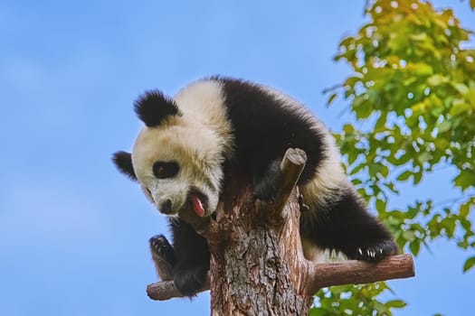 Giant Panda (Ailuropoda Melanoleuca) at the Tree