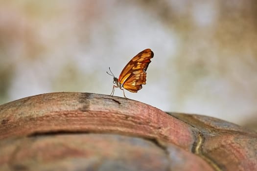 Small Butterfly Sits on the turtle shell