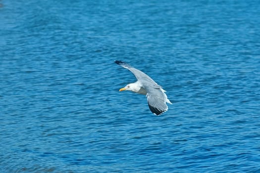 European Herring Gull (Larus argentatus) over Black Sea