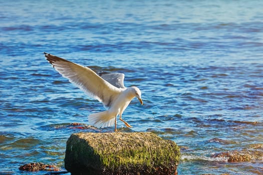 European Herring Gull (Larus argentatus) on the Stone at the Black Sea Shore