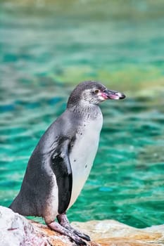 Magellanic Penguin (Spheniscus Magellanicus) at the Coast