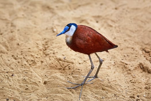 African Jacana (Actophilornis Africanus) on the Sand