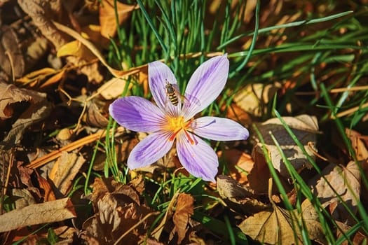 Bee Collects Pollen in a Crocus (Crocus Sativus) Flower