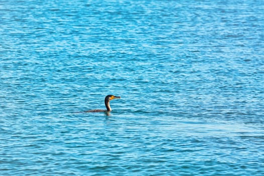 Minimalistic Image of Double-crested Cormorant (Phalacrocorax Auritus) Swimming in Black Sea
