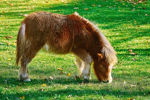 Little Brown Pony Grazing on a Lawn
