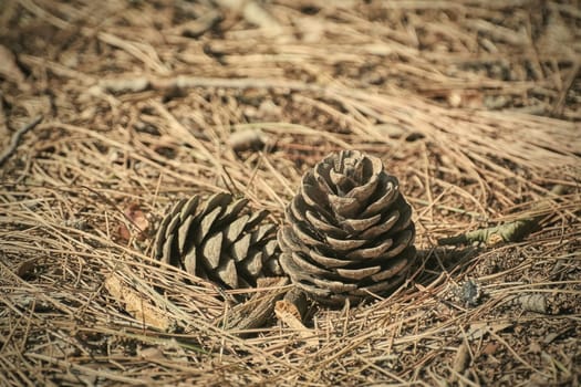 Strobiles among the Needles of a Conifer