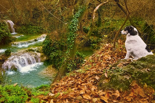 Mongrel Dog is Looking on the Waterfall