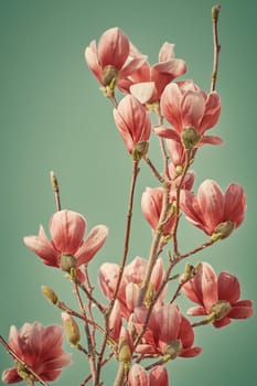 Pink Magnolia Flowers against Green Background