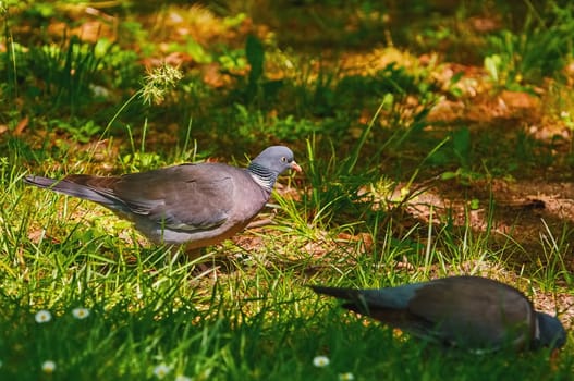 Two Common Wood Pigeons Looks for Food on the Grass
