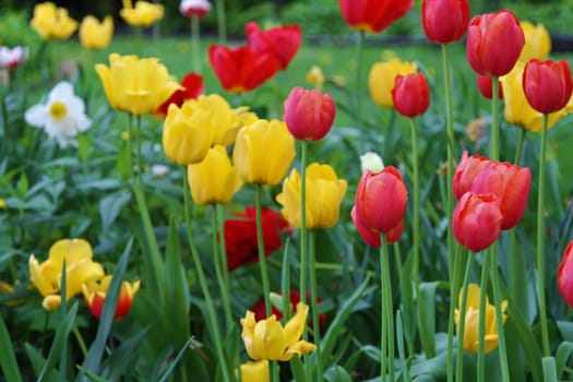 Colorful tulip plants growing in garden