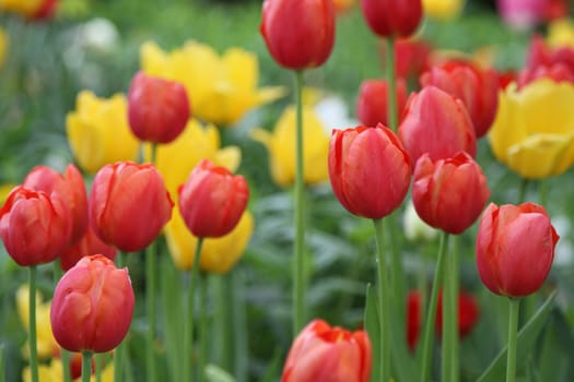 Colorful tulip plants growing in garden