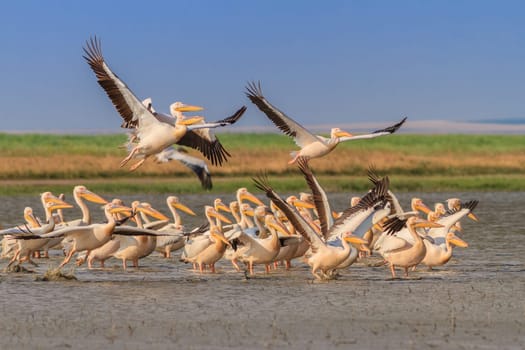 white pelicans (pelecanus onocrotalus). Danube Delta, Romania