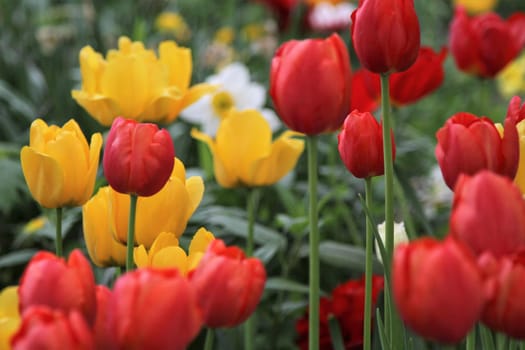 Colorful tulip plants growing in garden