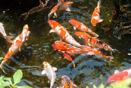 Koi fish in a pond on a sunny day