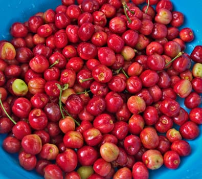 Cherries, washed and ready for eating, closeup