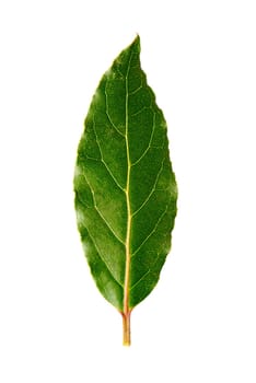 Laurel leaf isolated on white background