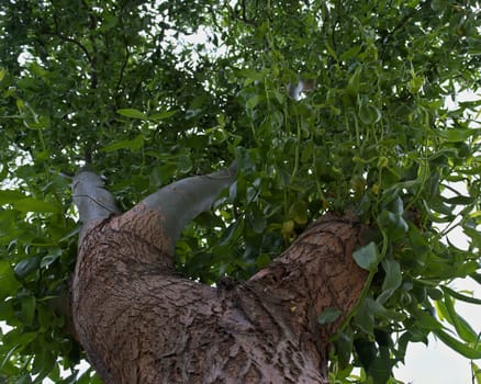 Willow tree, look from bellow