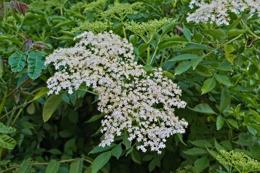 Elder flowers close up