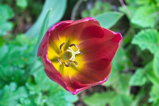 Tulip flower closeup