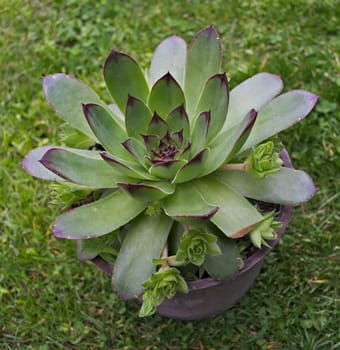 Big house keeper plant in flowerpot