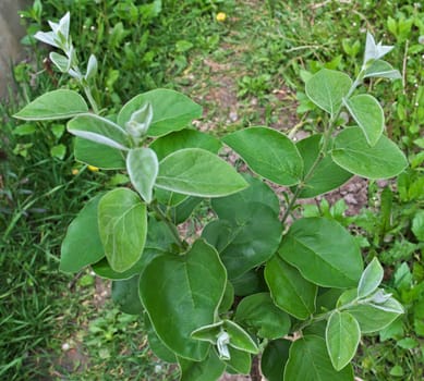 Young quince tree growing at spring