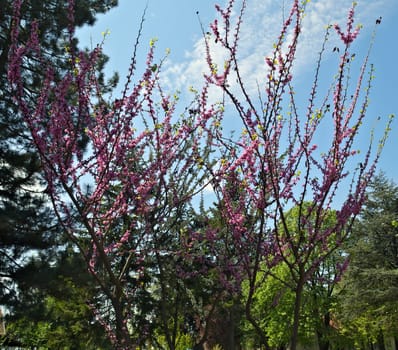 Tree with purple flowers in park