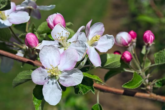 Apple blooming flovers in orchard at spring time