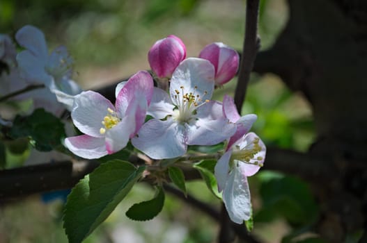 Apple blooming flovers in orchard at spring time