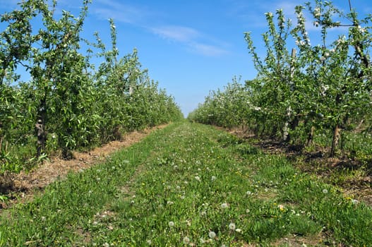 Apple orchard at spring