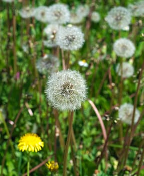 Dandelions blowballs blooming at meadow