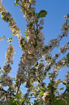 Cherry tree blooming with flowers