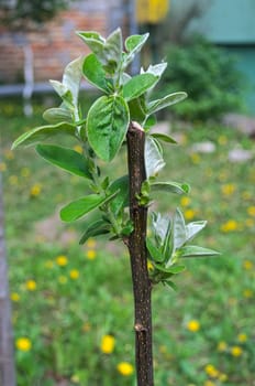 Young quince tree starting vegetation at spring