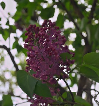 Lilac blooming flowers at spring time, closeup
