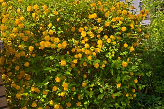 Bush blooming with yellow flowers at spring time