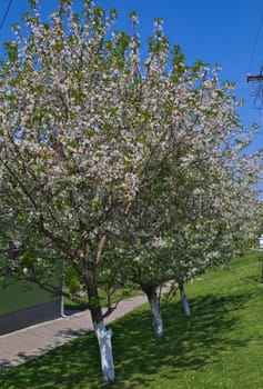 Cherry trees blooming flowers at spring